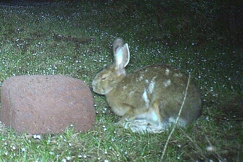 SnowshoeHare_052211_0020hrs.jpg - Snowshoe Hare (Lepus americanus)